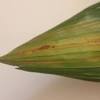 The damage of pests and diseases affect the growth of monitoring and surveillance on pest and disease incidence are the bases of integrated management in oil palm plantations. Https Encrypted Tbn0 Gstatic Com Images Q Tbn And9gct8o6 Mpjw5nl2k Anumflzgmwj3googsiyqaohmstrxrzysh3n Usqp Cau