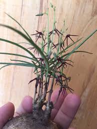 Image result for Brachystelma