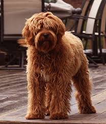 At 9 weeks of age the puppies will start going to their homes. 46 Cute Labradoodles Ideas Labradoodle Goldendoodle Dogs