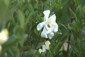 Check spelling or type a new query. Don T Prune Gardenias Until Late May Early June