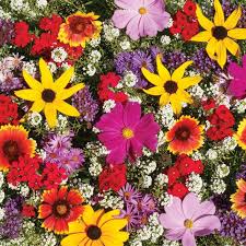 Maybe you would like to learn more about one of these? Monarch Butterfly Garden Mix Flower Seeds Veseys