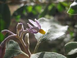 Image result for Solanum zanzibarense