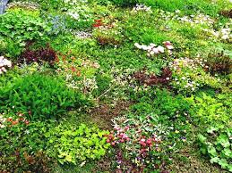 We did not find results for: Minnesota Will Pay Homeowners To Make Their Lawns Into Bee Friendly Habitats Intelligent Living