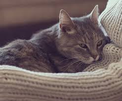 We are pleased to share the results of this research so you can find. Why Is My Cat Sneezing Bluepearl Pet Hospital
