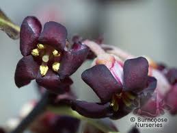 Check spelling or type a new query. Pittosporum Tenuifolium Atropurpureum From Burncoose Nurseries
