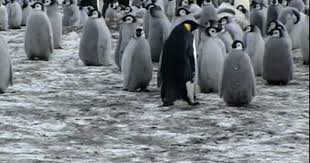Youtube Winter Activities Preschool Funny Penguin Videos Penguins