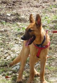 We did not find results for: Is Our Dog A Pure Bred Belgian Malinois Thriftyfun
