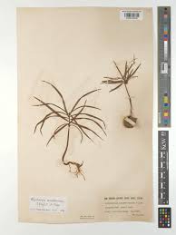 Image result for Afrocarpus usambarensis