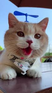 Cute Cat Emoji Gif Cute Emoji Susse Katze Emoji Gif Wallpaperiphonecutecats Iconcutecats Cute Cat Emoji Gif Cute Cat Gif Funny Cat Images Cute Cat Memes