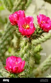 Image result for Opuntia imbricata
