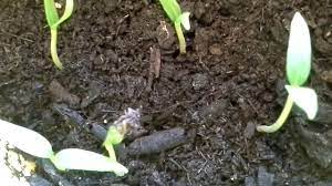 Von der aussaat bis zur ernte. Das Wachstum Einer Paprika Pflanze Keimling Im Zeitraffer Youtube