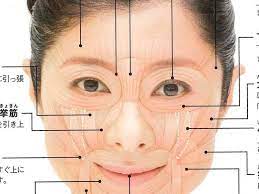 顔ヨガでマイナス10歳は叶う 基本の顔筋チェック 顔ヨガ 顔の筋肉 美容