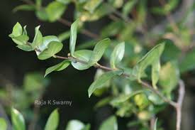 Image result for Canthium oligocarpum