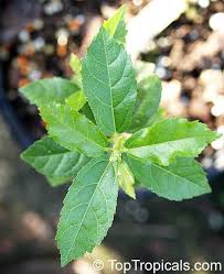 Image result for Grewia microthyrsa