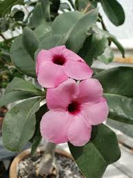 Image result for Adenium swazicum