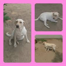 The labrador is the most popular breed in the usa Kylers Yellow Labrador Retrivers Of Central Oregon Home Facebook