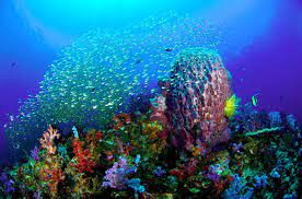 We did not find results for: The Most Beautiful Coral Reefs In The World Slideshow The Active Times