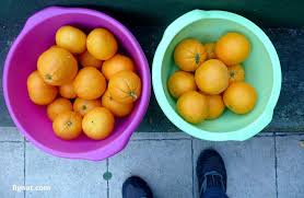 You can zest the skin, too, and use it in cakes or cookies. Harvesting Oranges How And When To Harvest Oranges Fignut