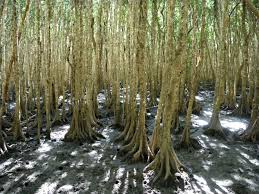 Image result for Ceriops