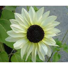 Telusuri galeri 15.289 gambar bunga matahari untuk desainmu. Isi 30 Butir Benih Bunga Matahari Putih Atau Vanilla Sunflower Import 6 In 1 Mix Shopee Indonesia