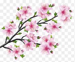 Easy drawing tutorial flower drawing tutorials drawing tutorials for beginners drawing lessons drawing techniques art lessons drawing ideas drawing drawing drawing lips. Prunus Serrulata Png Images Pngegg