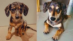 If you have a yorkshire terrier puppy, you will need to get it house broken as soon as possible. 15 Cutest Dachshund Mix Dog Breeds Puppies Club