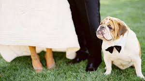 Heiraten Mit Hund Heiraten Hunde Hochzeit