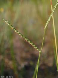 Image result for Paspalum