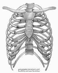 Rib Cage By Guineapigdan On Deviantart Leg Tattoos Rib Cage Trendy Tattoos