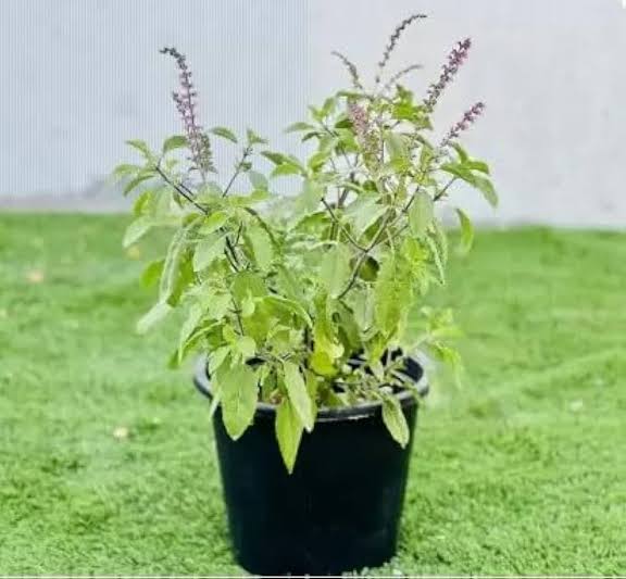 Tulsi plant