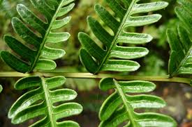Image result for Pteris tripartita