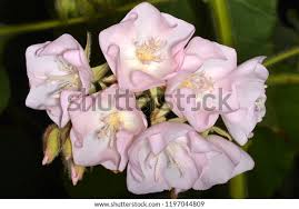 Image result for Dombeya burgessiae