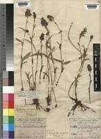 Image result for Aneilema spekei