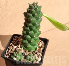 Image result for Monadenium