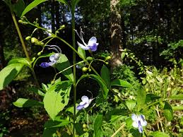 Image result for Clerodendrum buchneri