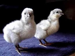 Check spelling or type a new query. Purebred Baby Lavender Orpington Chicks Youtube