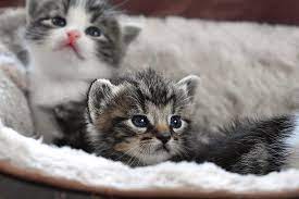 Würmer sind eine unangenehme angelegenheit für katzen und ihre besitzer. Alles Uber Kitten Der Umfangreiche Ratgeber Rund Um Katzenbabys