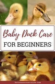 Baby Duck Care For Beginners In 2021 Baby Ducks Pet Ducks Ducklings Raising