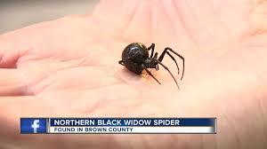 Like and share if you want the word out. Northern Black Widow Spider Discovered In Brown County Youtube