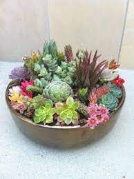 Whether you want inspiration for planning succulent garden or are building designer succulent garden from scratch, houzz has 265 pictures from the best designers, decorators, and architects in the country, including susanne o'trimble landscape design and ferguson bath, kitchen & lighting gallery. Simply Succulent Plant Designs Los Angeles Orange County Planting Succulents Succulents Plants
