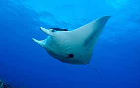 giant manta ray