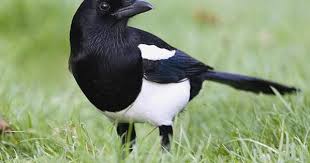 Magpie And Crow Faglar Djur Natur