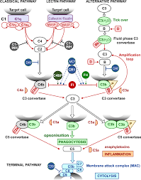 Image result for Complement Pathway