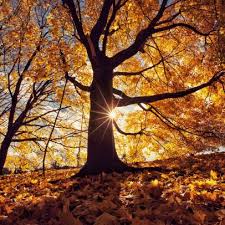 Maple Trees Are Endangered And Time Is Running Out Nature And Wildlife Discovery