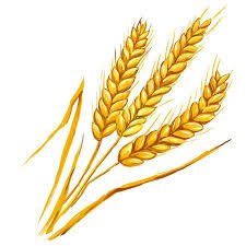 Image Title Wheat Drawing Grape And Grain Wheat