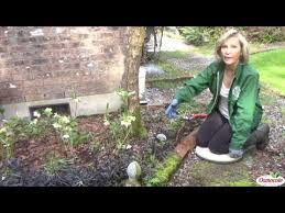 Black Mondo Grass Great For Garden Bed Borders Youtube
