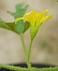 Image result for Cucumis zeyheri