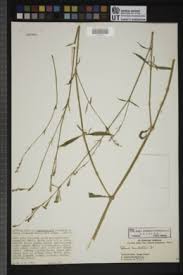 Image result for Silene burchellii