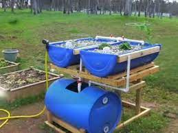 Aquaponics Grow Space To Fish Tank Ratio Aquaponic