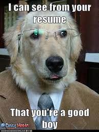 Funny Dog At Work Funny Dog Memes Dog Memes Dog Quotes Funny
